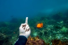 Flipping off a Garibaldi in Catalina