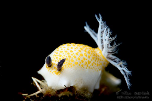 1-Nudibranch_black background (1 of 1)