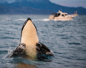 A whale spy hops near the boat, trying to get a better view of what’s going on above the water.