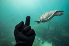 Flipping off a turtle in San Diego