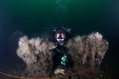 Framed by marine life, the diver becomes the focus of the photo while a touch of color on the mask draws attention to his eyes. Photo courtesy of Michael Rothschild.