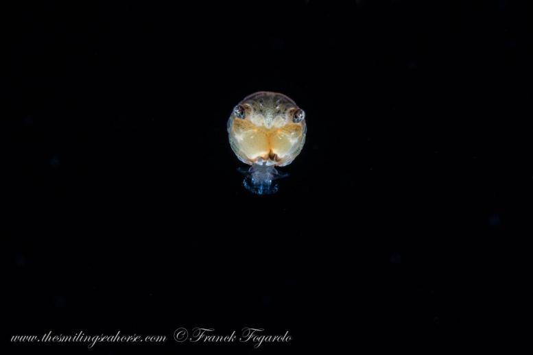 blackwater diving in Thailand
