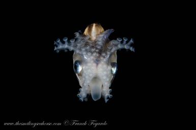 blackwater diving in Thailand