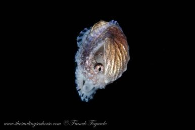 blackwater diving in Thailand