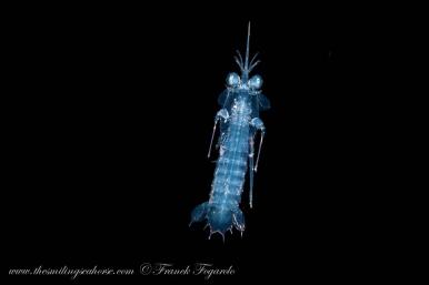 blackwater diving in Thailand