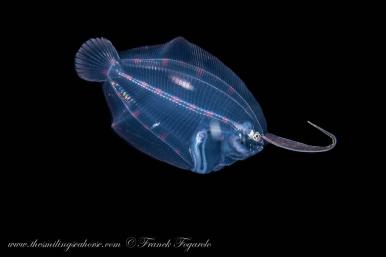 blackwater diving in Thailand