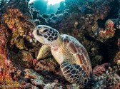 I only had a few sea-turtle images before heading to Palau in June 2018, and I was thrilled to find such healthy populations of green and hawksbill turtles when I got there. Palau’s colorful corals made a beautiful backdrop for this green sea turtle as it emerged from a crevice in the rock wall. Shot with: Olympus OM-D E-M1, Olympus 8mm f/1.8 fisheye, i-Divesite Symbiosis SS-2 Strobes