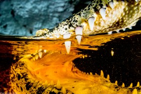 As sea levels rise, critically endangered Cuban crocodiles like this one are coming into contact and interbreeding with American crocodiles more and more often. Cuba has a captive-breeding program to try to keep the species separate, but hybrid species are rapidly increasing in number. Image made in Zapata National Park, Cuba. Shot with: Nikon D500, Aquatica housing and Mini Dome, Tokina 10-17mm fisheye lens and twin Sea&Sea YS250 strobes