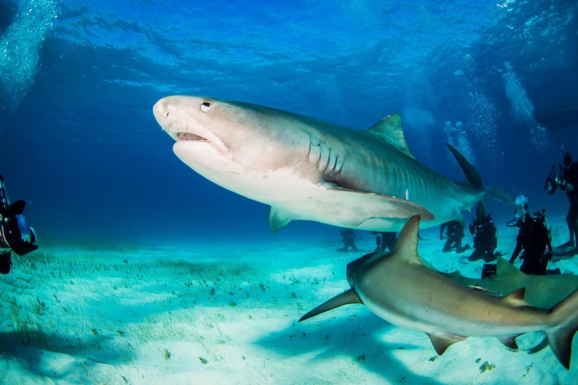 safely photograph sharks