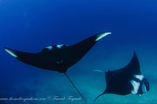 giant oceanic manta rays