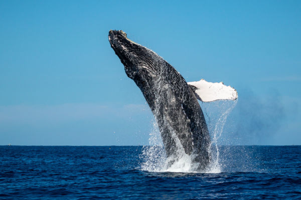 Breaching humpback whale