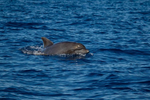 Common bottlenose dolphin