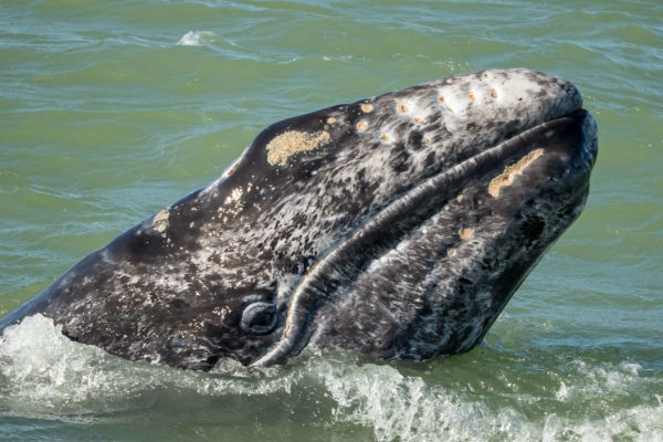 Gray whale