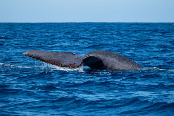 Blue Whale