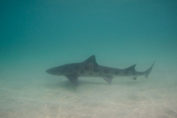 leopard shark