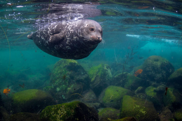 Southern California marine life