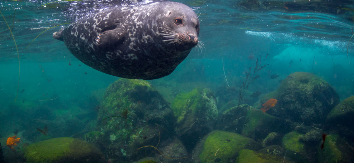 Southern California marine mammals