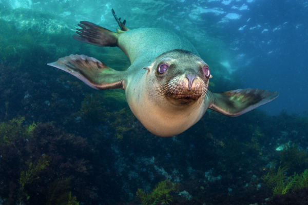 California Sea Lion 