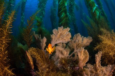 Channel Islands