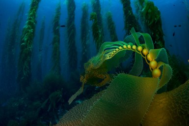 Channel Islands