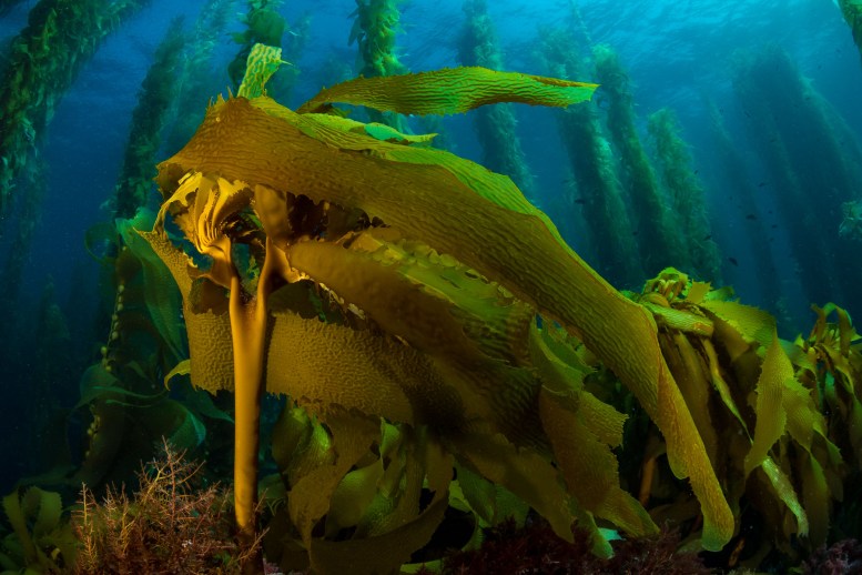 Channel Islands