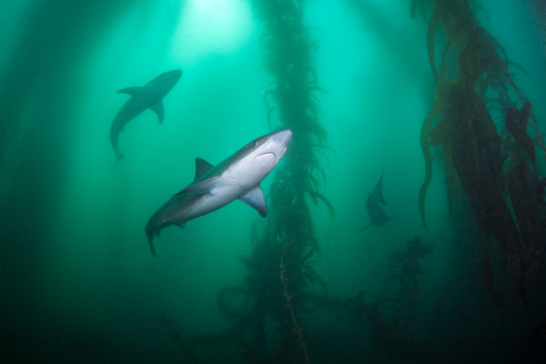 school shark