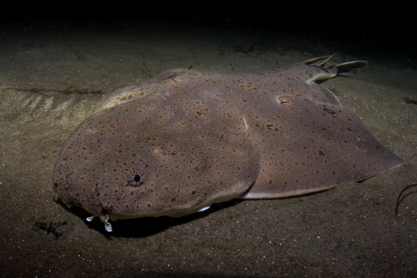 Pacific angel shark
