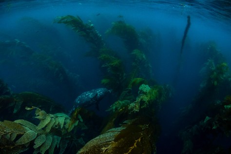 Channel Islands