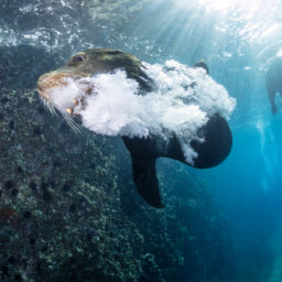 Cabo San Lucas Marine Park