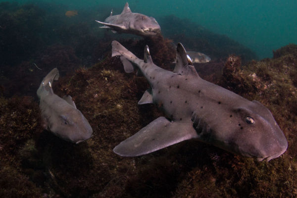 horn shark