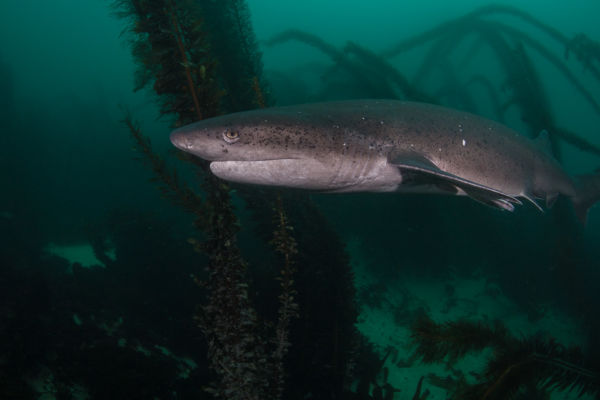 Broadnose sevengill shark
