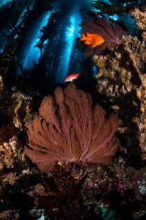 Channel Islands