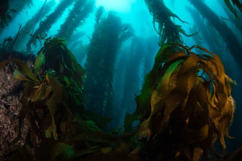 Channel Islands