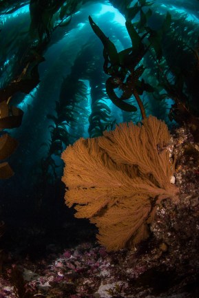 Channel Islands