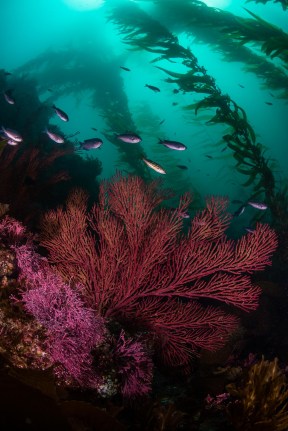 20190608-SDL.GRANT.ChannelIslandKelp-8
