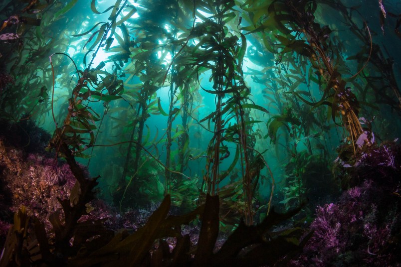 Channel Islands