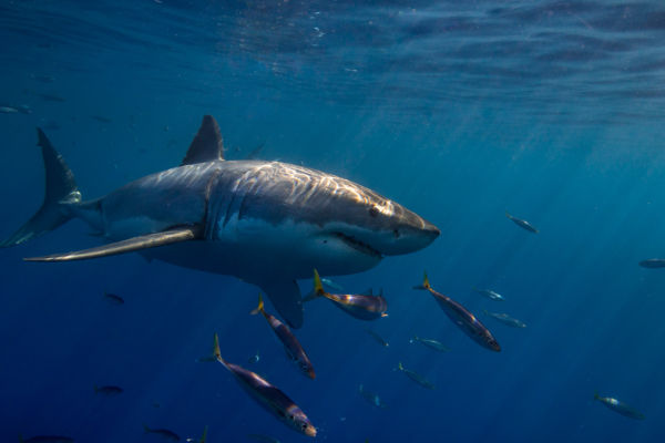 great white shark
