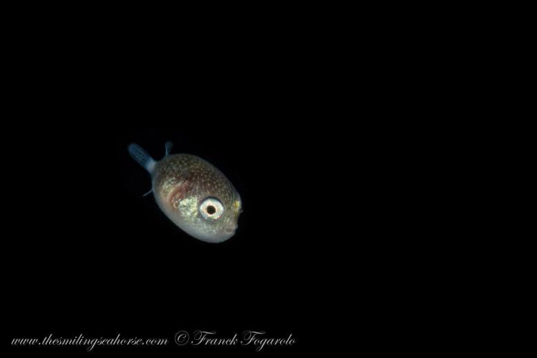 blackwater diving in Thailand