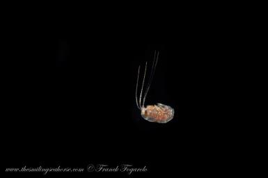 blackwater diving in Thailand