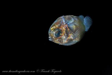 blackwater diving in Thailand