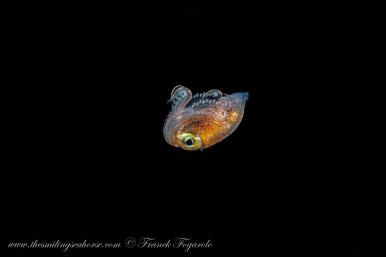 blackwater diving in Thailand
