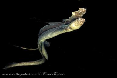 blackwater diving in Thailand