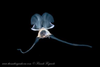 blackwater diving in Thailand