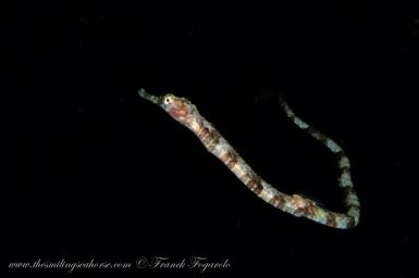 blackwater diving in Thailand