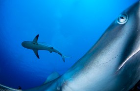 Large predators are indicators of a healthy ecosystem. Today, there are fewer places than ever to find relatively intact environments, but they do exist. Caribbean reef sharks and other large predators are common in marine protected areas like this one, the Gardens of the Queen in Cuba. Shot with: Nikon D90, Aquatica housing and Mini Dome, Tokina 10-17mm fisheye lens and twin Sea&Sea YS250 strobes, Retra remote trigger