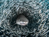 I had been diving the waters off North Carolina for nine years but had never seen such a massive bait ball of these tiny mackerel scad before. There were so many fish during this dive in July 2017 that if you were inside the bait ball, it looked like a night scene. Sand-tiger sharks were slowly swimming throughout the bait ball, and as this shark swam toward me the fish parted way, creating the effect of the shark swimming though a tunnel. Shot with: Olympus OM-D E-M1, Olympus 8mm f/1.8 Fisheye, i-Divesite Symbiosis SS-2 Strobes
