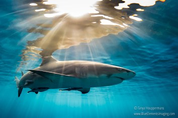 Some of my favorite photography is done near the surface. I love to play with the light rays piercing through the water, especially in the late afternoon when they can be a bit more pronounced. I photographed this lemon shark at Tiger Beach, Bahamas in only about 10 feet of water. Shot with: Olympus OM-D E-M1, Olympus 8mm f/1.8 Fisheye, Sea&Sea YS-D2 Strobes
