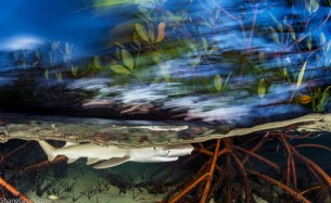 An animal cannot live without its habitat. Here a lemon shark pup uses mangroves as shelter. Mangroves are disappearing at an alarming rate and as they go, so too may the lemon shark. Image made on Eleuthera Island, Bahamas. Shot with: Nikon D500, Aquatica housing and Mini Dome, Tokina 10-17mm fisheye lens and twin Sea&Sea YS250 strobes