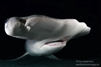 Night dives with sharks are one of my favorite types of diving. It really gives you an entirely new perspective on these amazing animals, especially the great hammerheads of Bimini. I can’t think of anything quite so alien-looking as a hammerhead emerging from the darkness. Shot with: Olympus OM-D E-M1, Panasonic Lumix f/3.5 Fisheye, Sea&Sea YS-D1 Strobes