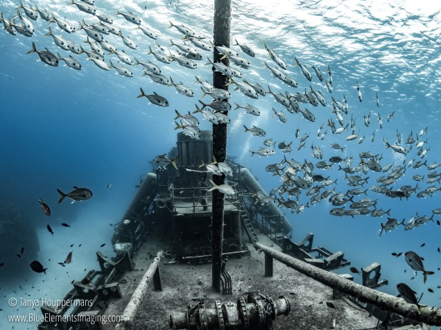 There’s a reason the wreck of the Kittiwake off the coast of Grand Cayman is a favorite subject for underwater photographers. It tops out at only 15 feet (4.6 m) under the surface and lies on the sand at 65 feet (20 m), allowing for plenty of ambient light to illuminate it in the clear Cayman waters. In this image a school of horse-eye jacks swims toward the bow of the wreck. Shot with: Olympus OM-D E-M1, Olympus 8mm f/1.8 Fisheye, Sea&Sea YS-D2 Strobes